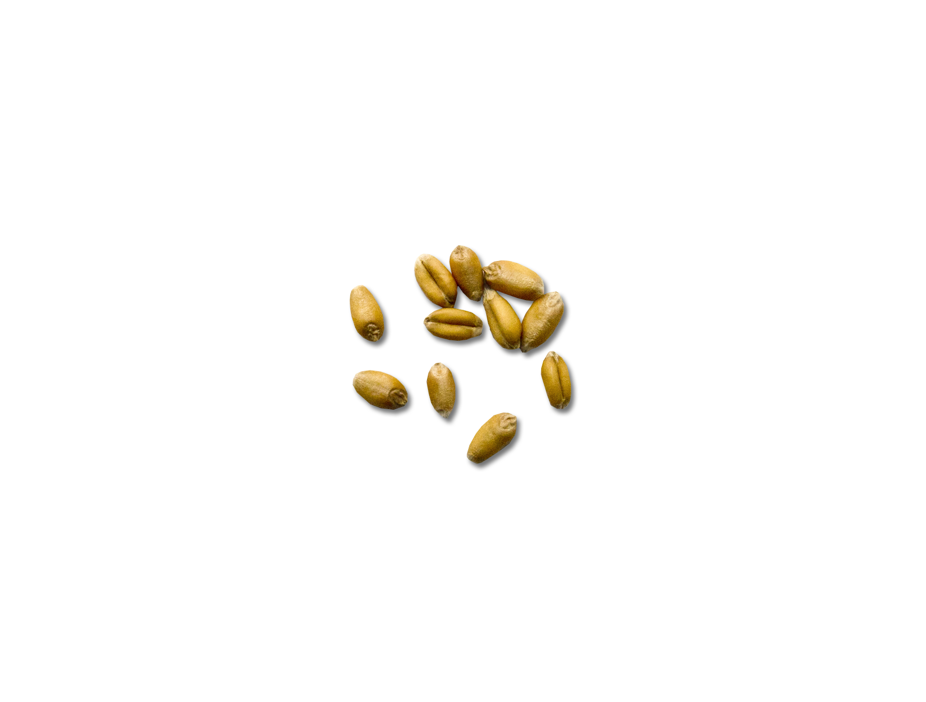 Assortment of wheat kernels