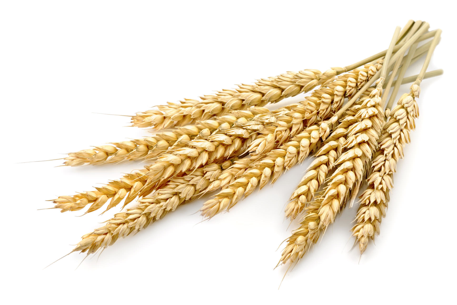 Wheat stalks on a pile
