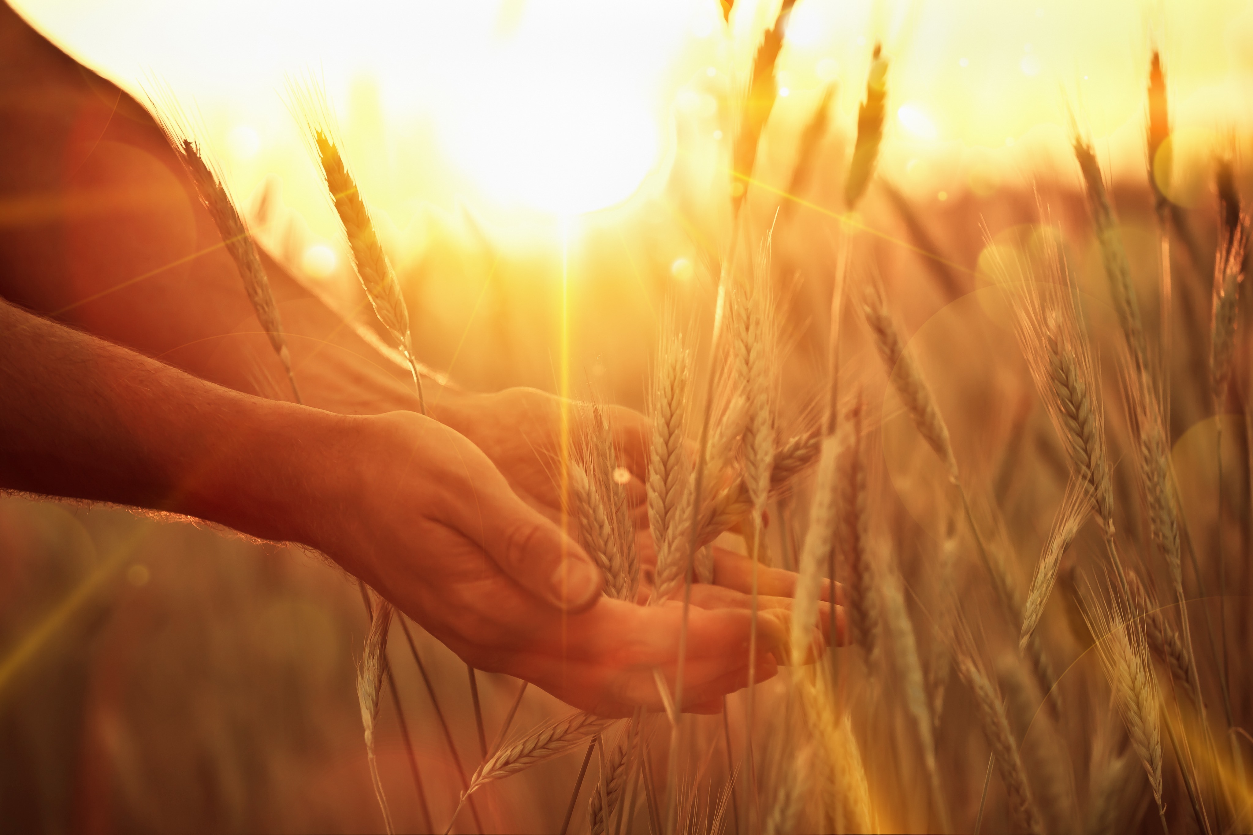 Hands cradling wheat growing in a field